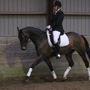 Tysk Varmblod Zulaima Firfod