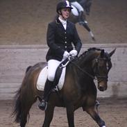 Tysk Varmblod Zulaima Firfod