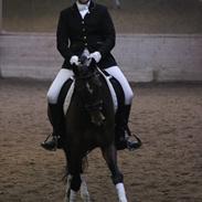 Tysk Varmblod Zulaima Firfod