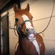 Hollandsk Sportspony Nicky (nixon)