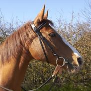 Dansk Varmblod Dolly