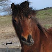 Islænder Goði fra Jestrup
