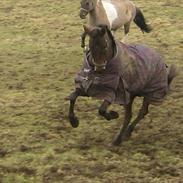 New Forest Odbjergs Ekko Dream