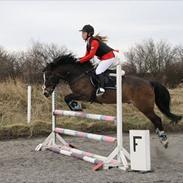 Anden særlig race Buster