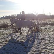 Anden særlig race Cashmir