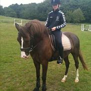 New Forest Koedijk's Milano