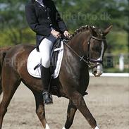 New Forest Koedijk's Milano