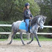 Dartmoor Godbjergs Nuggi<3<3