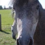 Dartmoor Godbjergs Nuggi<3<3