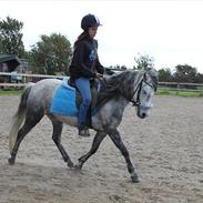 Dartmoor Godbjergs Nuggi<3<3