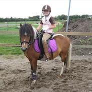 Pinto Fjordens Super Star