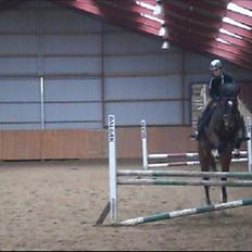 Dansk Varmblod Libaks Galaxy