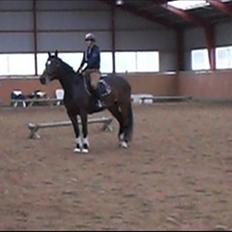 Dansk Varmblod Libaks Galaxy