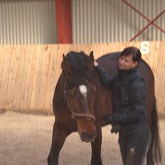 Dansk Varmblod Libaks Galaxy