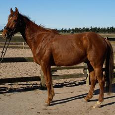 DSP Nørlunds Absatz