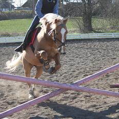 Palomino Søgårds Speedy