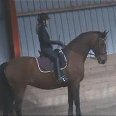 Dansk Varmblod Storgårdens Rosalia