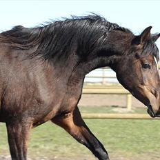 Arabisk fuldblod (OX) Jemima - SOLGT -