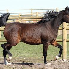 Arabisk fuldblod (OX) Jemima - SOLGT -
