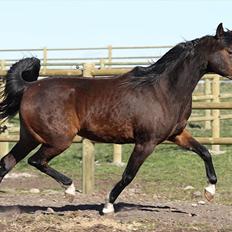 Arabisk fuldblod (OX) Jemima - SOLGT -
