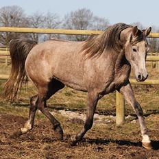 Arabisk fuldblod (OX) Shura C - SOLGT -