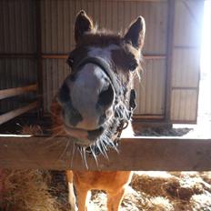 Anden særlig race Liva Bella