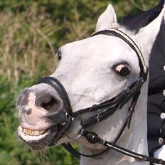 Anden særlig race Casmihr