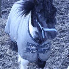 Shetlænder Thorsvang´s Samson