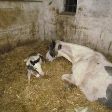 Irish Cob LL. Mølgårds McCoy