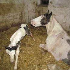 Irish Cob LL. Mølgårds McCoy