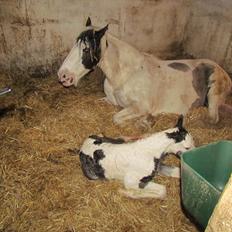 Irish Cob LL. Mølgårds McCoy