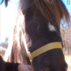 Islænder helsehjemmet´s ari