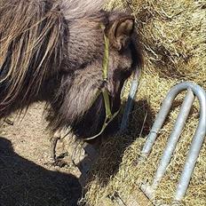 Islænder helsehjemmet´s ari