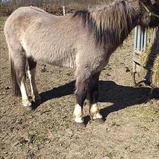 Islænder helsehjemmet´s ari