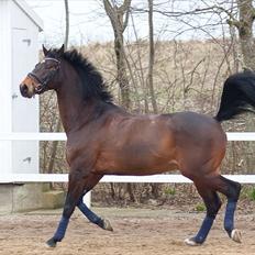 Dansk Varmblod Ibrahim