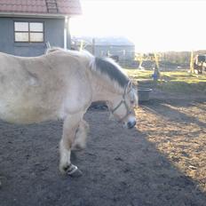 Fjordhest Felix