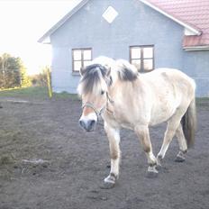 Fjordhest Felix