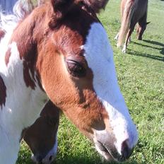 Anden særlig race Amazing Braveheart