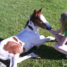 Anden særlig race Amazing Braveheart