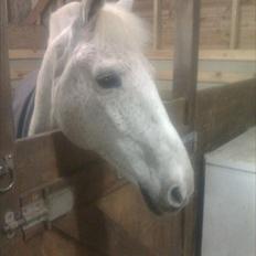 Anden særlig race Micky | Min ponymus <3