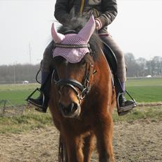 Anden særlig race Fiona (honey)