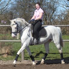 Knabstrupper Gelsådalens Zenita
