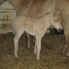 Fjordhest Melvejs Frecca