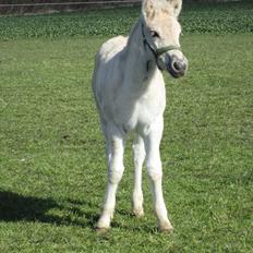 Fjordhest Melvejs Frecca