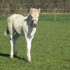 Fjordhest Melvejs Frecca