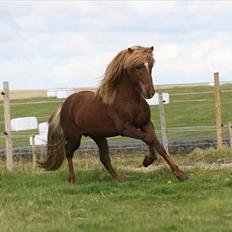 Islænder Spænir frá Neðra-Seli