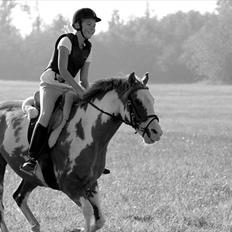 Amerikansk Paint Pony Red hot chilli pepper (pepper)