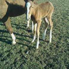 Dansk Varmblod dazzling sapphire (safir)