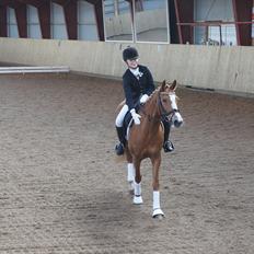 Anden særlig race Nørregårdens My Lady