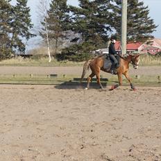 Anden særlig race Nørregårdens My Lady